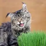 Les avantages pour votre chat d’avoir de l’herbe à chat
