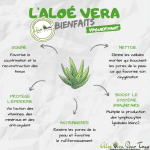 Les nombreux bienfaits de la plante Aloe Vera