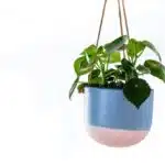 decouvrez-comment-elever-vos-plantes-grace-au-pouvoir-revolutionnaire-du-pot-suspendu-pour-des-resultats-epoustouflants
