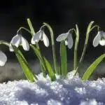 decouvrez-les-secrets-de-la-magie-hivernale-dans-votre-jardiniere-la-fleur-dhiver-qui-eblouira-vos-jours-les-plus-froids