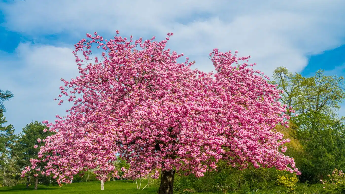 reveillez-votre-jardin-avec-une-mer-de-cerisiers-le-guide-ultime-pour-planter-des-cerisiers-et-transformer-votre-espace-en-un-paradis-fruite