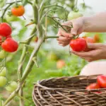 revelez-le-secret-des-semences-de-tomate-qui-promettent-une-recolte-abondante-engagez-vous-sur-le-chemin-de-labondance-avant-quil-ne-soit-trop-tard