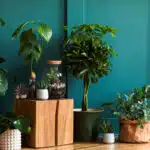 5-astuces-pour-sublimer-vos-plantes-dinterieur-avec-le-support-jardiland-un-indispensable-pour-une-decoration-verdoyante