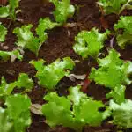 decouvrez-comment-cultiver-vos-propres-laitues-a-partir-de-graines-et-savourez-des-salades-fraiches-toute-lannee