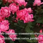 decouvrez-comment-les-rosiers-buissons-peuvent-transformer-votre-jardin-en-un-paradis-floral-eblouissant-des-aujourdhui