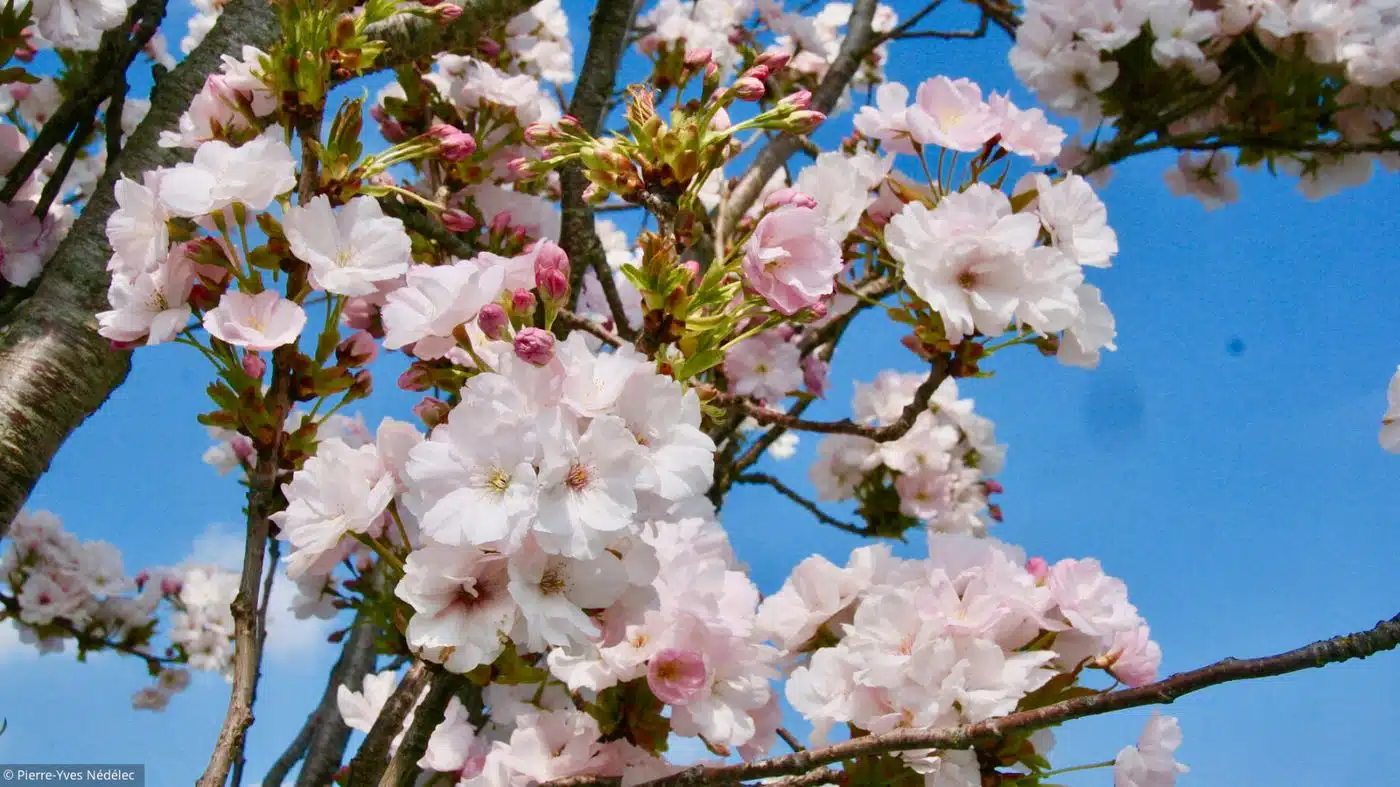 decouvrez-comment-obtenir-le-charme-enchanteur-dun-cerisier-japonais-en-miniature-un-secret-de-jardinage-a-portee-de-main