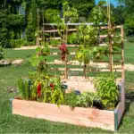 decouvrez-la-grande-jardiniere-avec-treillis-comment-transformer-votre-jardin-en-un-paradis-vert-en-un-week-end