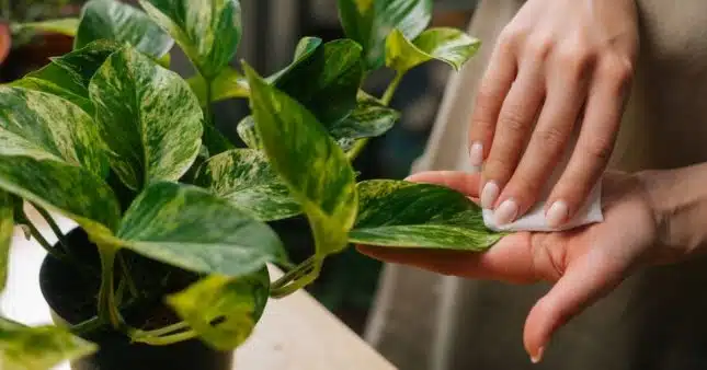 decouvrez-lastuce-secrete-pour-raviver-et-preserver-la-beaute-de-vos-plantes-vertes-nettoyer-leurs-feuilles-naura-jamais-ete-aussi-simple