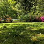 decouvrez-le-secret-du-gazon-truffaut-une-pelouse-luxuriante-prete-a-etre-cultivee-dans-votre-jardin-des-maintenant