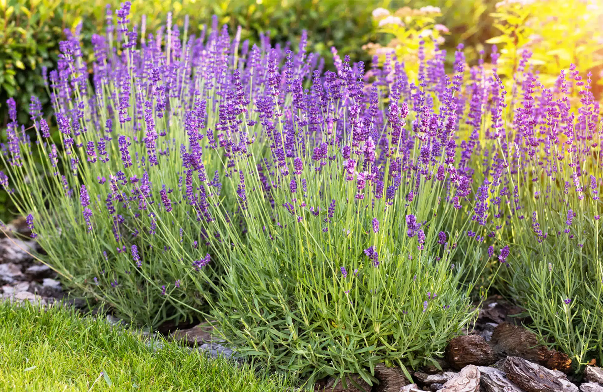 decouvrez-les-10-plantes-incroyables-qui-defient-la-chaleur-et-embellissent-votre-jardin-des-maintenant