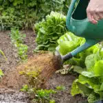decouvrez-les-secrets-du-jardinage-pro-7-conseils-inattendus-pour-une-recolte-abondante-des-demain