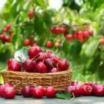 decouvrez-les-secrets-pour-planter-votre-cerisier-et-savourer-des-recoltes-abondantes-des-maintenant