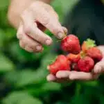 equipez-vous-des-graines-de-fraise-pour-une-recolte-abondante-decouvrez-les-secrets-qui-vont-changer-votre-potager