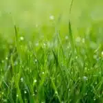 La révolution de l'herbe synthétique : transformez votre jardin en oasis vert dès maintenant avec notre solution novatrice !