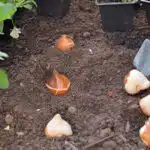 maitrisez-lart-de-planter-des-bulbes-comme-un-pro-astuces-innovantes-pour-un-jardin-eclatant-de-fleurs-des-demain