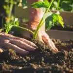 revelez-les-secrets-du-succes-cultiver-des-tomates-pleine-terre-avec-la-methode-infaillible-et-demarrez-des-maintenant-votre-potager