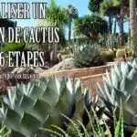 transformez-votre-jardin-en-oasis-desertique-avec-les-secrets-pour-planter-des-cactus-en-pleine-terre