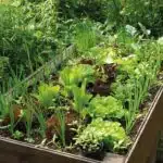 decouvrez-comment-une-jardiniere-surelevee-peut-transformer-votre-jardin-en-paradis-verdoyant-astuces-et-inspirations-a-ne-pas-manquer