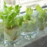 decouvrez-le-secret-pour-faire-pousser-une-laitue-savoureuse-en-3-semaines-seulement-ameliorez-vos-salades-des-maintenant
