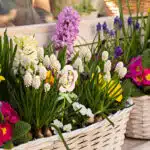 les-secrets-des-fleurs-de-printemps-pour-jardiniere-emerveillez-vous-des-maintenant-avec-ces-astuces-florales-inedites