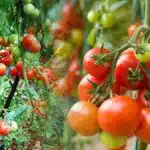 les-secrets-pour-planter-des-tomates-avec-succes-decouvrez-les-techniques-infaillibles-avant-la-saison-des-recoltes