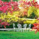 un-paradis-fleuri-dans-votre-jardin-les-secrets-pour-planter-votre-cerisier-et-embellir-votre-paysage-des-maintenant