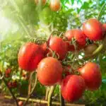 comment-maximiser-votre-recolte-de-tomates-les-astuces-indispensables-pour-une-plantation-reussie