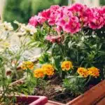 decouvrez-les-secrets-des-fleurs-jardiland-pour-un-jardin-eblouissant