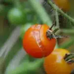 explosez-votre-recolte-de-tomates-la-temperature-secrete-pour-des-plants-explosifs