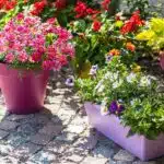 decouvrez-les-secrets-des-pots-jardiland-pour-une-revolution-florale-dans-votre-jardin