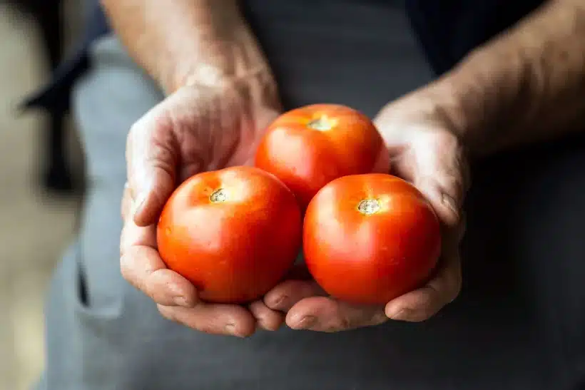 les-secrets-dune-recolte-abondante-de-tomates-en-pleine-terre-arrivez-a-maturite-avant-tout-le-monde