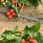 ma-methode-infaillible-pour-des-tomates-succulentes-toute-lannee-decouvrez-comment-planter-vos-tomates-en-toute-saison-et-savourez-les-en-abondance